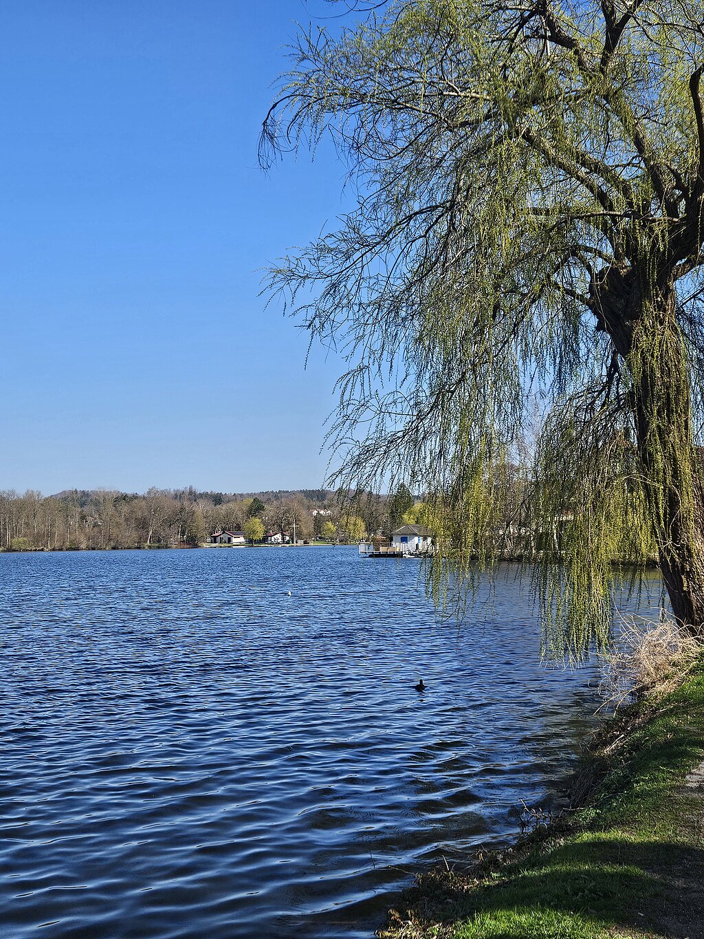 Baum am Seeufer mit Blick auf den Stadtsee bei klarem Himmel.