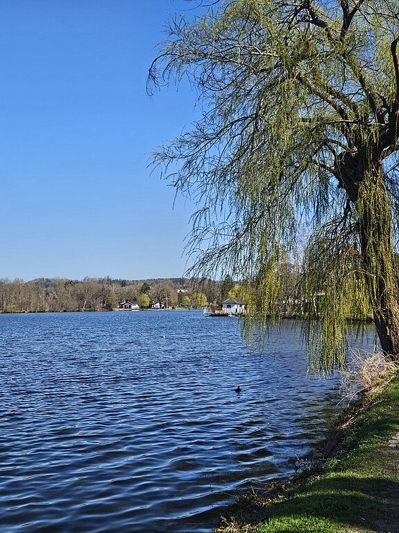 Baum am Seeufer mit Blick auf den Stadtsee bei klarem Himmel.