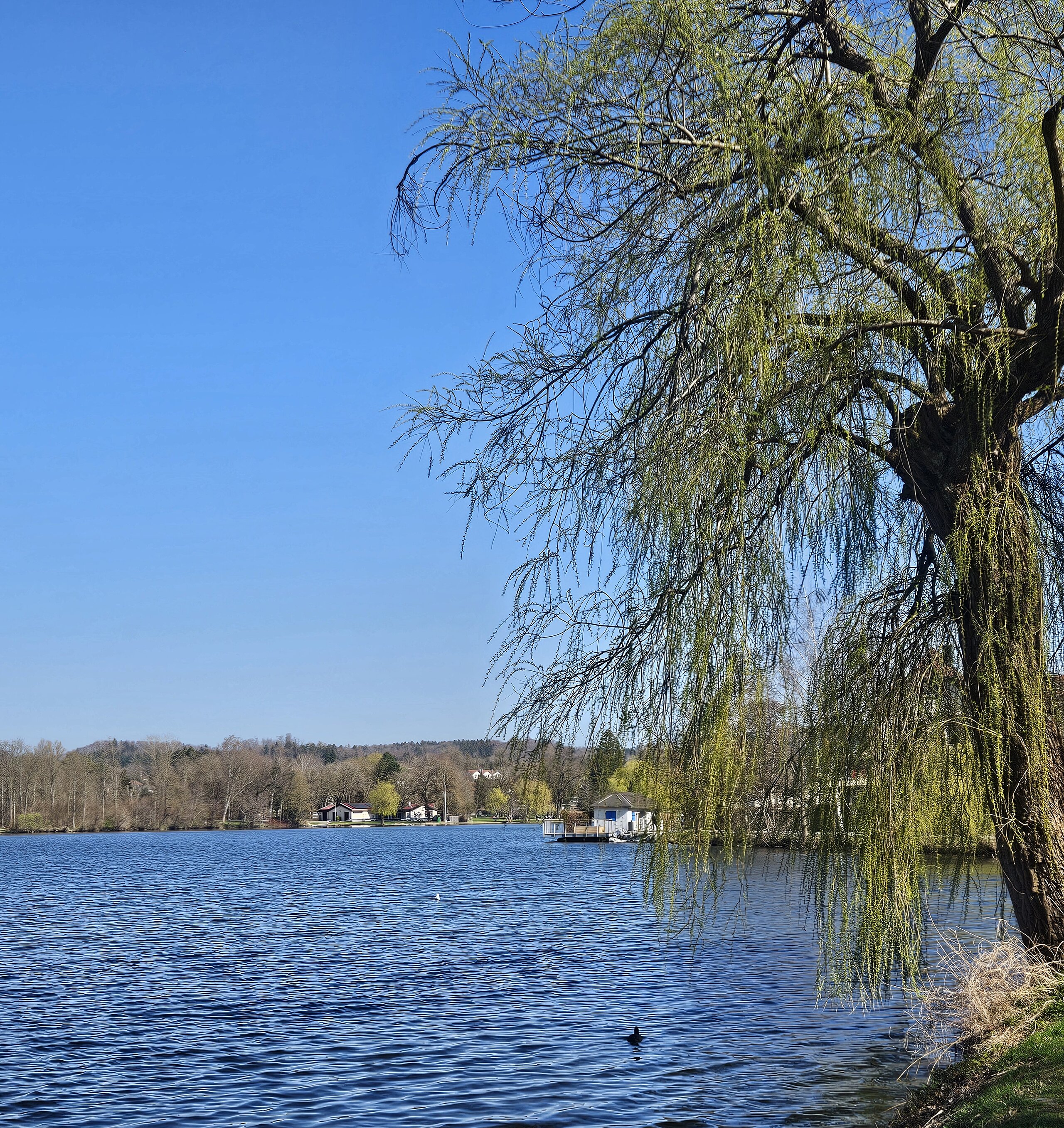 Baum am Seeufer mit Blick auf den Stadtsee bei klarem Himmel.